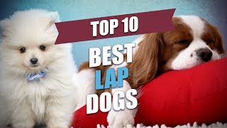 Top 10 Best Lap Dogs for Cuddly Owners [upl. by Boles]