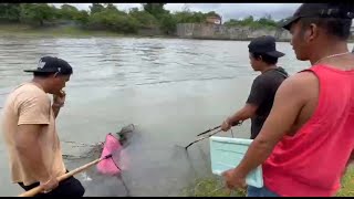 CATCHING SHRIMP SA RIVER [upl. by Oralle]