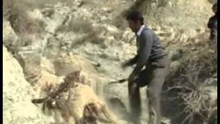 Suicidal Sheep 50 sheep commit mass suicide in Turkey [upl. by Einram983]