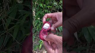 Mangosteen fruit usa tropicalfruit fruitsworld fruitcutting fruit fruitnation [upl. by Retseh495]