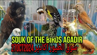 souk of the birds Agadir 27 octobre 2024avoir des nouvelles prix des oiseaux 🐦 exotique [upl. by Olly127]