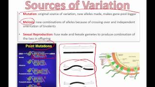 Sources of Variation for Evolution by Natural Selection 2015 [upl. by Alix]