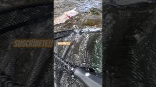 Pesca Pelea con un Hucho fishing hucho pescadeportiva [upl. by Jaquiss860]