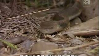 King Cobra eats devours Mangrove snake [upl. by Anowahs828]