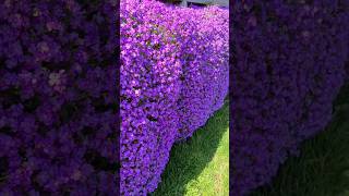 Aubrieta CASCADE BLUE forms an Impressive Wall of Flowers shorts [upl. by Reisinger278]