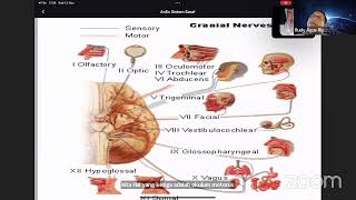 Anatomi Fisiologi Sistem Neurologi [upl. by Gnuhc]