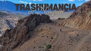 CAPÍTULO 36 Trashumancia en Neuquén [upl. by Yvehc]