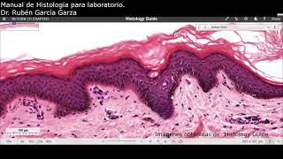 Manual de laboratorio C3 ACT1 Tinción con Hematoxilina y Eosina [upl. by Pattison]