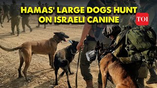 Hamas Giant Canine Triumph Over Israeli Military Dogs in Gaza Showdown  Shocking Gaza Report [upl. by Estel]