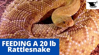 Feeding MONSTER 20 lb Rattlesnake  Feeding Neotropical Rattlesnakes [upl. by Tierza]