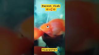 fish parrotfish aquariumpets petsvloging petfish aquarium parrotfishtank tiara56767 [upl. by Ynnohj]