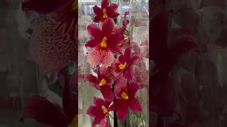 💙💛Beautiful Miltonia Cymbidium Oncidium Odontoglossum💚🤩exotic orchids Епіцентр на Григоренка 40 [upl. by Guibert]