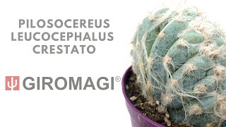 Pilosocereus leucocephalus crestato from GIROMAGI ITALY [upl. by Dreyer]