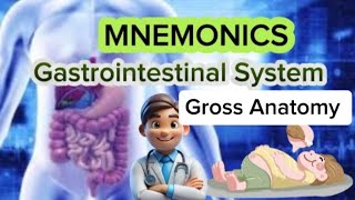 Gastrointestinal System Gross Anatomy Lecture 01 Abdominal Quadrants Region and Planes [upl. by Teleya887]