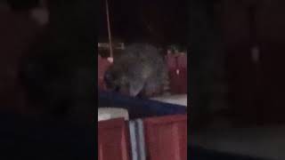 Huge Raccoon 🦝huge racoon animals outside nighttime love [upl. by Telfer]