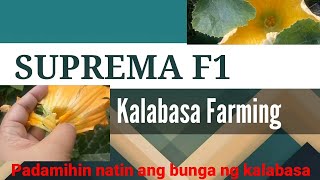 SUPREMA F1 Kalabasa Farming Namumulaklak na [upl. by Derriey]