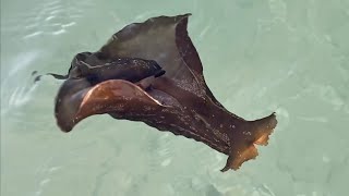 An Amazing Sea Hare Swimming Gracefully in the Gulf of Mexico  Naples Florida [upl. by Neyugn]