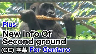 New info of the second ground Minigorilla eats up the bark at any cost Kintaro｜Momotaro family [upl. by Irita]