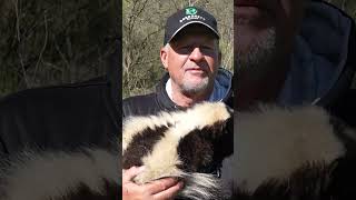 Most asked question about my pet skunk skunks pets pet mostaskedquestion [upl. by Egin]