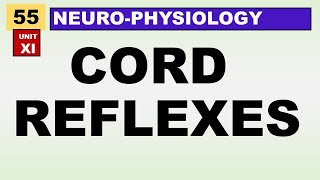 Ch55 Physiology Guyton  Spinal Cord Motor Functions  The Cord Reflexes  Physiology Lectures [upl. by Lleumas]