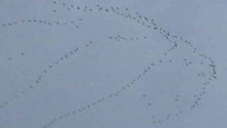 A Large Formation of Geese in Flight [upl. by Jermyn644]