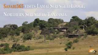 Lamai Serengeti Lodge Tanzania  Safari365 [upl. by Orfield642]