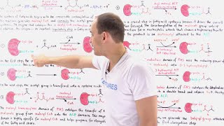 Fatty Acid Synthesis [upl. by Cawley]