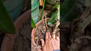 Repotting pink syngonium plants ytshort youtube viral [upl. by Ainig]