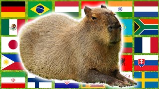 Capybara in 70 Languages Meme [upl. by Nnaxor]