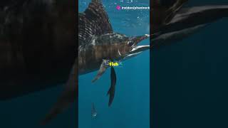 Sailfish The Oceans Speed Demon [upl. by Esetal]