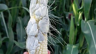 Huitlacoche en maíz🌽🌽maiz elotes [upl. by Myranda]