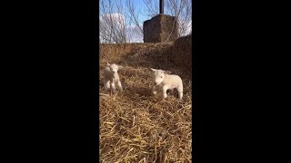 Twin lambs bounce around English farm [upl. by Hanleigh]