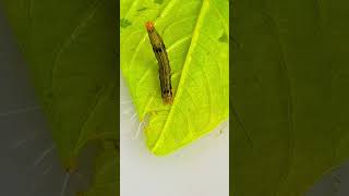 A MOTH CATERPILLAR moth caterpillar [upl. by Etterrag]