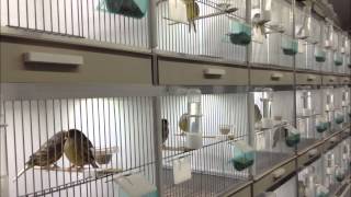 LED lights in Gloster canary breeding cages wwwAvicultuurLEDnl [upl. by Pryor91]