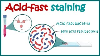 ACID FAST STAINING  Acid fast organisms  Bacterial Staining Technique  Microbiology [upl. by Jacobine]