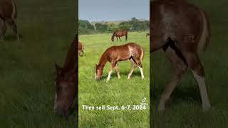 These foals sell at The Pitzer Ranch Sept 67 horsesale pitzerranch horses foals westernhorse [upl. by Ahsenal]