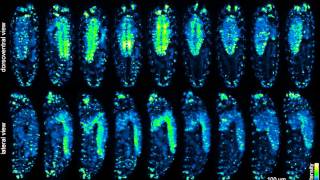 IsoView Longterm Time Lapse Recording of Drosophila Embryo Development [upl. by Nuavahs313]