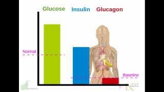 Human endocrine system Pancreas insulin glucagon diabetes [upl. by Initof]