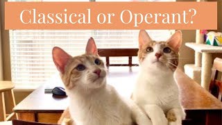 Classical vs Operant Conditioning with Cats [upl. by Ruttger]