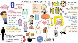 Campylobacter jejuni [upl. by Mariska]