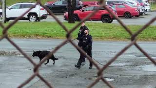 Royal Newfoundland Constabulary K9 Unit Searching for a Suspect [upl. by Ahsienroc]