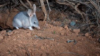 Bilbies born at Mallee Cliffs National Park [upl. by Iey]