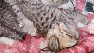 Beautiful Petopia is live little kittens can anyone adopt them [upl. by Katsuyama]