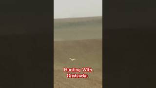 Hunting With goshawks hunting goshawk gamemeat wildlife crestedgoshawk wildgamemeat nature [upl. by Essenaj]