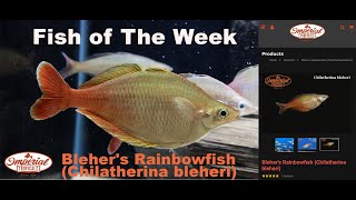 Blehers Rainbowfish Chilatherina bleheri 🐟❤️ imperialtropicals [upl. by Meriel]