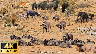 4K African Wildlife Tarangire National Park  Scenic Wildlife Film With Real Sounds  4K Video [upl. by Heuser]