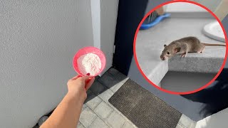 You will get rid of mice and rats in one minute [upl. by Pontone]