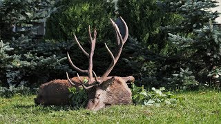 Alter Sechzehnender erlegt  Jagd zur Hirschbrunft in Polen  Masuren [upl. by Naid181]