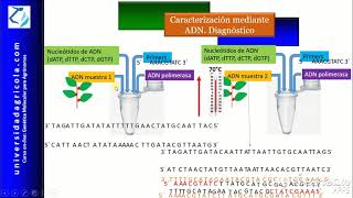 Marcadores Moleculares para Diagnóstico [upl. by Ajim643]