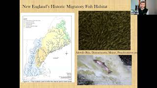 Managing the River Commons History Fisheries Conservation and Dam Removal in New England [upl. by Revert]